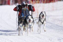 Lenk 2013